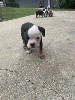 Cupcake, a female English Bulldog for sale in Wetumpka, AL – 1 of 4