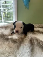 Cupcake, a female English Bulldog for sale in Wetumpka, AL – 4 of 4