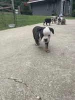 Cupcake, a female English Bulldog for sale in Wetumpka, AL – 2 of 4