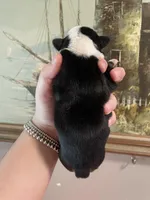 Cupcake, a female English Bulldog for sale in Wetumpka, AL – Photo 2 of 6