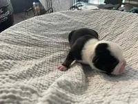 Cupcake, a female English Bulldog for sale in Wetumpka, AL – Photo 3 of 6