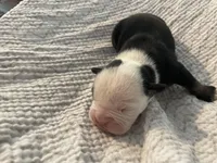 Cupcake, a female English Bulldog for sale in Wetumpka, AL – Photo 4 of 6