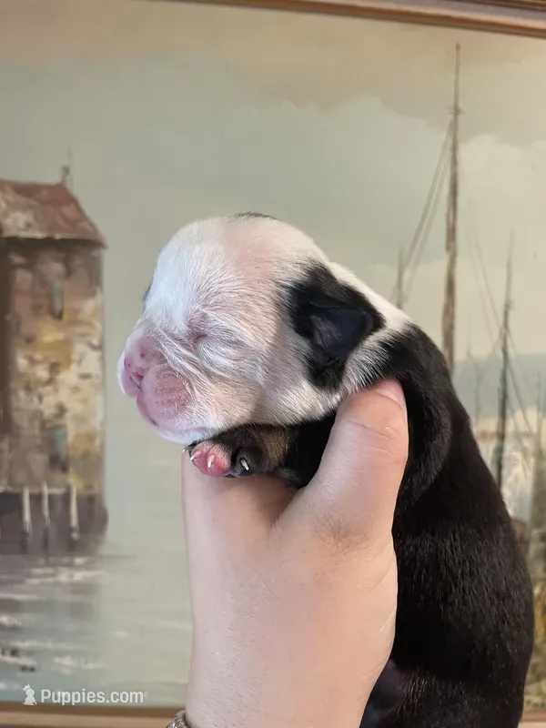 Cupcake – English Bulldog puppy for sale in Wetumpka, AL