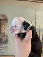 Cupcake, a female English Bulldog for sale in Wetumpka, AL – Photo 1 of 6