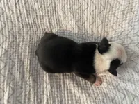 Cupcake, a female English Bulldog for sale in Wetumpka, AL – Photo 6 of 6