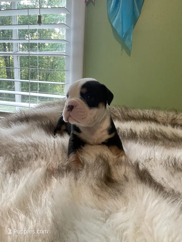 Pickles – English Bulldog puppy for sale in Wetumpka, AL
