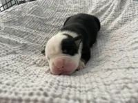 Pickles, a male English Bulldog for sale in Wetumpka, AL – Photo 3 of 4