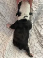 Pickles, a male English Bulldog for sale in Wetumpka, AL – Photo 4 of 4