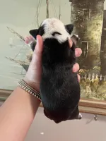 Pickles, a male English Bulldog for sale in Wetumpka, AL – Photo 2 of 4