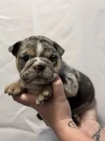 Lily, a female English Bulldog for sale in Avondale, AZ – Photo 2 of 6