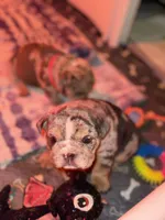 Lily, a female English Bulldog for sale in Avondale, AZ – Photo 6 of 6