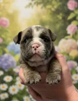Rose, a female English Bulldog for sale in Avondale, AZ – Photo 1 of 7