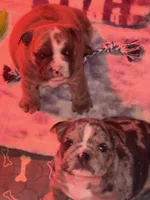 Rose, a female English Bulldog for sale in Avondale, AZ – Photo 5 of 7