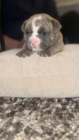 Rose, a female English Bulldog for sale in Avondale, AZ – Photo 4 of 7