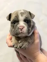 Rose, a female English Bulldog for sale in Avondale, AZ – Photo 2 of 7