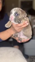 Rose, a female English Bulldog for sale in Avondale, AZ – Photo 3 of 7