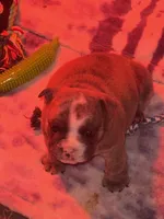Rose, a female English Bulldog for sale in Avondale, AZ – Photo 6 of 7