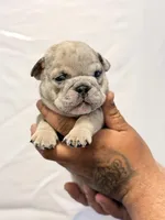 Daisy, a female English Bulldog for sale in Avondale, AZ – Photo 1 of 5