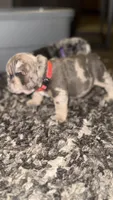 Daisy, a female English Bulldog for sale in Avondale, AZ – Photo 5 of 5