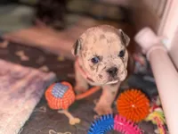 Daisy, a female English Bulldog for sale in Avondale, AZ – Photo 4 of 5