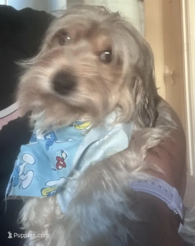 Möbeus – Poodle - Miniature , Morkie puppy for sale in North Las Vegas, NV