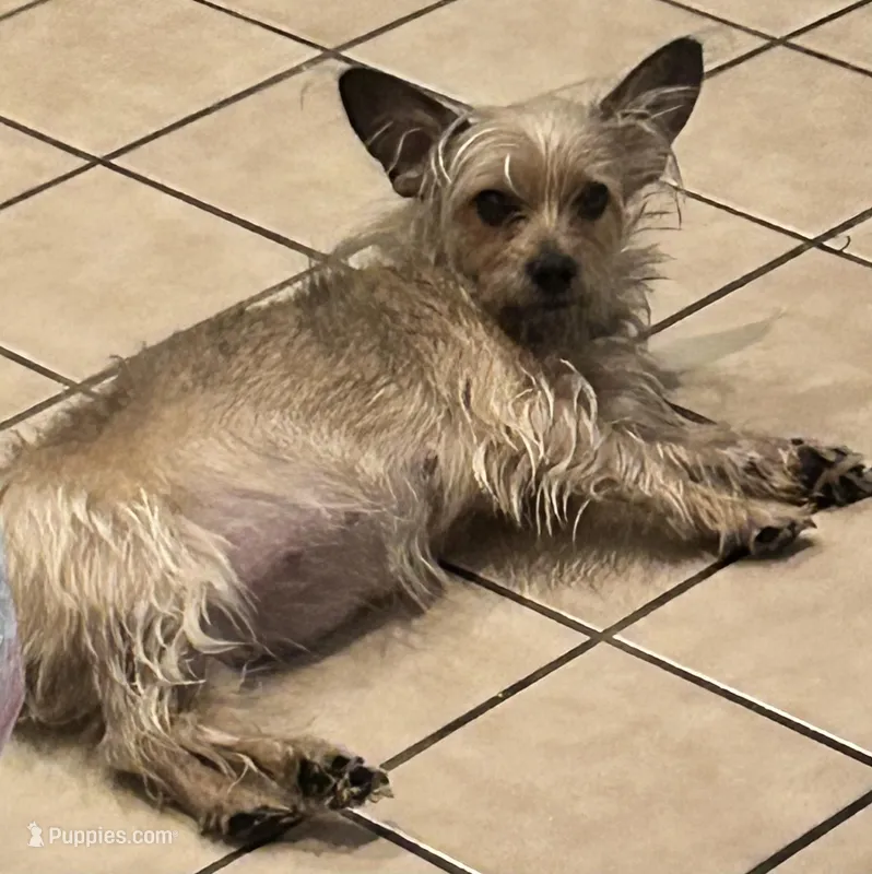 (unborn litter) – Chihuahua, Morkie puppy for sale in North Las Vegas, NV