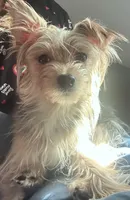 Dynah, a female Poodle - Miniature  and Morkie for sale in North Las Vegas, NV – Photo 3 of 3