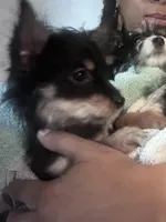 Cookie, a female Poodle - Miniature  and Morkie for sale in North Las Vegas, NV – Photo 2 of 2