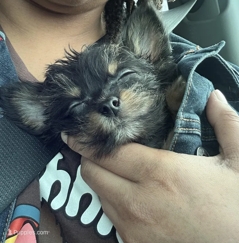 Cookie – Poodle - Miniature , Morkie puppy for sale in North Las Vegas, NV