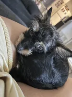 Cookie, a female Yorkipoo for sale in North Las Vegas, NV – Photo 4 of 4