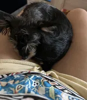 Cookie, a female Yorkipoo for sale in North Las Vegas, NV – Photo 3 of 4