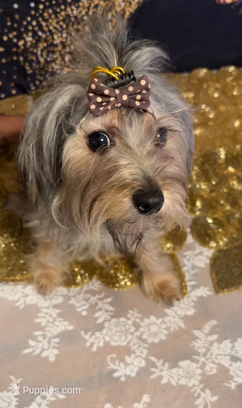 Butterfly – Poodle - Miniature , Morkie puppy for sale in North Las Vegas, NV