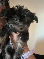 Ali, a male Poodle - Miniature  and Morkie for sale in North Las Vegas, NV – Photo 4 of 4