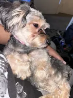  Bella, a female Poodle - Miniature  and Morkie for sale in North Las Vegas, NV – Photo 3 of 3