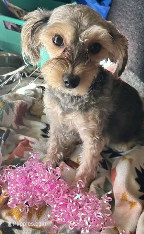  Bella – Poodle - Miniature , Morkie puppy for sale in North Las Vegas, NV