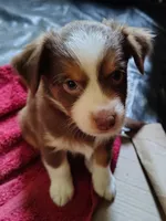 Schroeder, a male Toy Australian Shepherd for sale in Carrollton, TX – 1 of 2