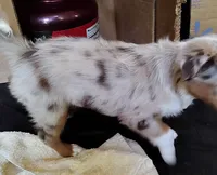 Belle, Red Merle Female, a female Toy Australian Shepherd for sale in Carrollton, TX – 4 of 5