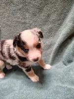 Franklin Blue Merle Male, a male Miniature Australian Shepherd for sale in Carrollton, TX – 2 of 3