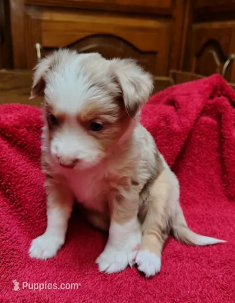 Sally – Toy Australian Shepherd puppy for sale in Carrollton, TX