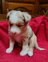 Sally, a female Toy Australian Shepherd for sale in Carrollton, TX – 1 of 3