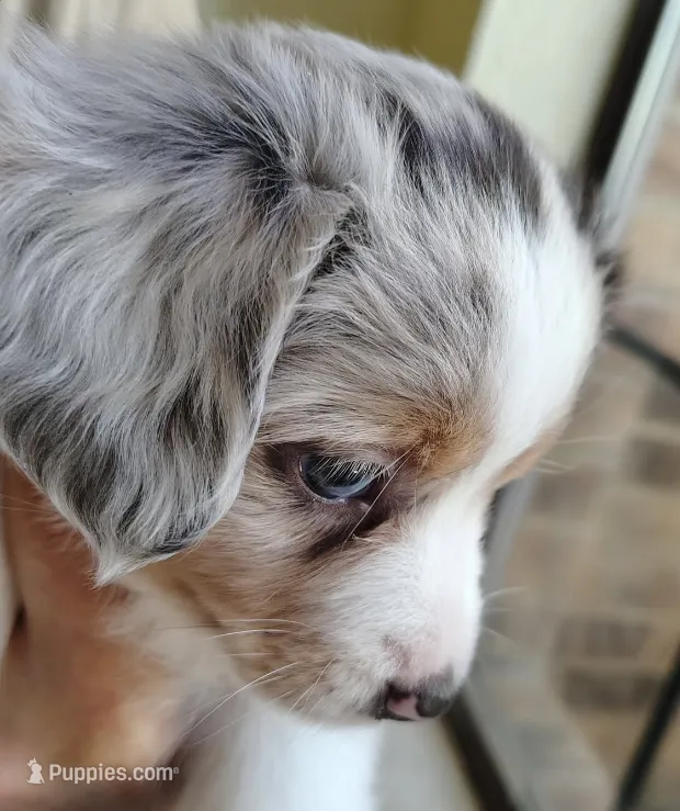 Marcie – Miniature Australian Shepherd puppy on hold in Carrollton, TX