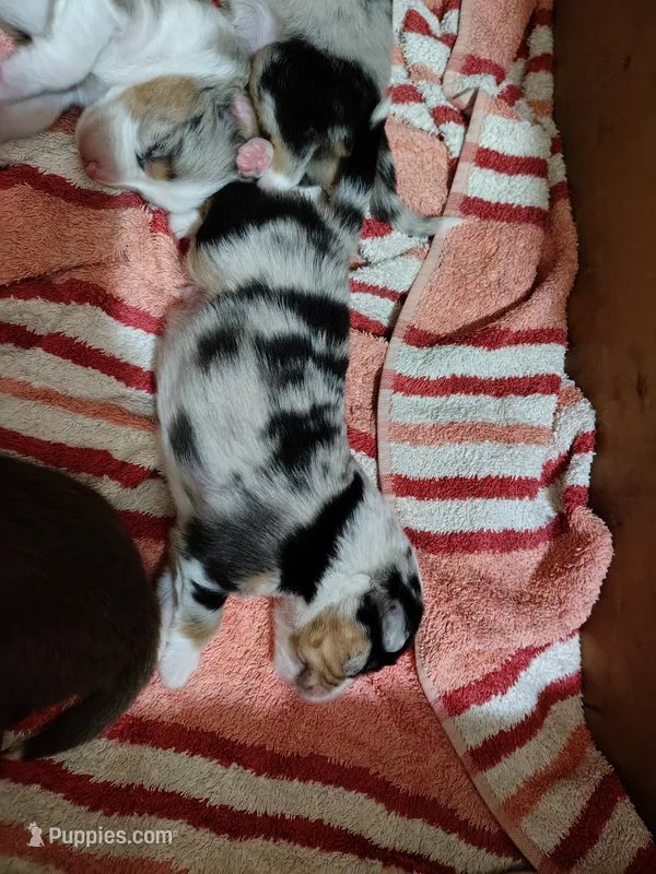 Franklin – Toy Australian Shepherd puppy for sale in Carrollton, TX