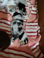 Franklin, a male Toy Australian Shepherd for sale in Carrollton, TX – 2 of 3