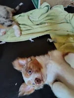 Belle, Red Merle Female, a female Toy Australian Shepherd for sale in Carrollton, TX – 2 of 5
