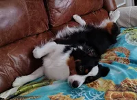 Charlie, a male Toy Australian Shepherd for sale in Carrollton, TX – 2 of 2