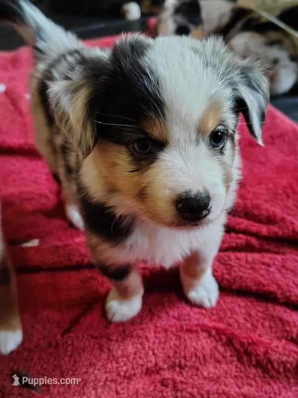 Franklin – Toy Australian Shepherd puppy for sale in Carrollton, TX