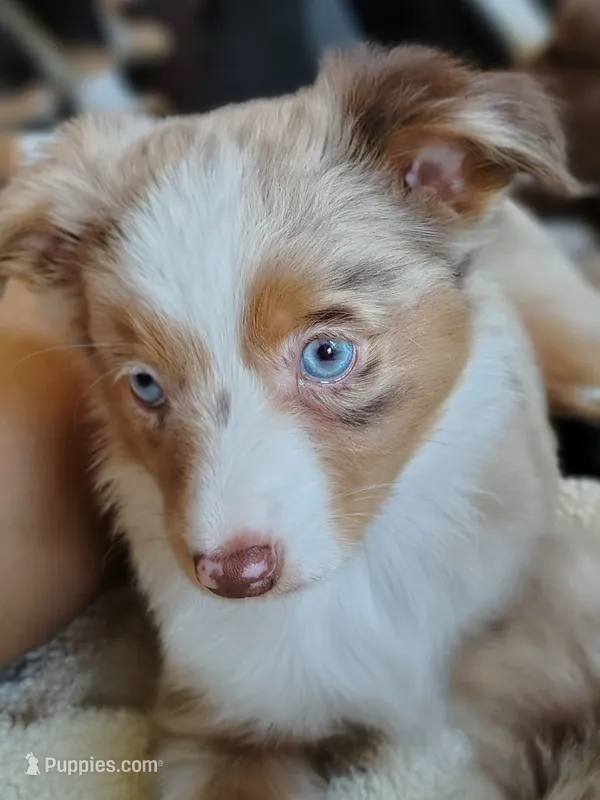 Belle 😘 Elegant Red Merle Female – Toy Australian Shepherd puppy for sale in Carrollton, TX