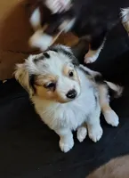 Marcie 🥰 Radiant Blue Merle Female, a female Toy Australian Shepherd for sale in Carrollton, TX – 1 of 4