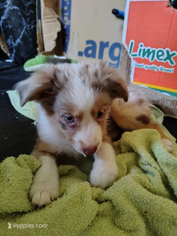 Sally, Red Merle Female – Toy Australian Shepherd puppy for sale in Carrollton, TX