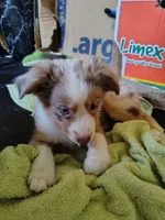 Sally, Red Merle Female, a female Toy Australian Shepherd for sale in Carrollton, TX – 1 of 5